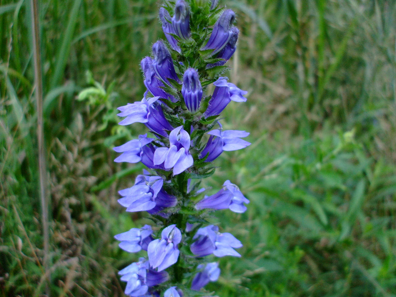 Lobelia siphilitica